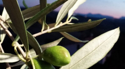 Concorso Fotografico “SCATTI D’OLIVA”