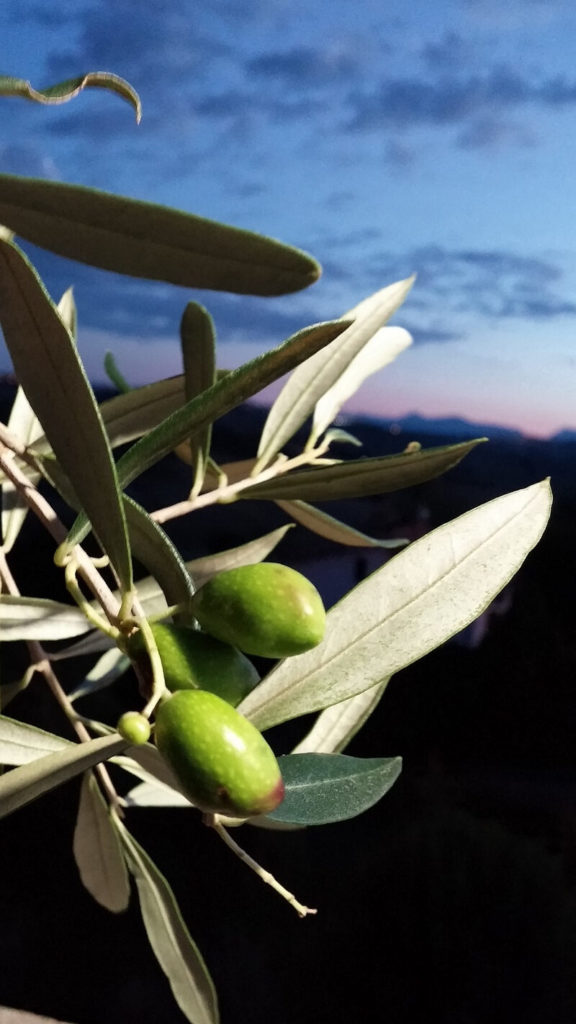 Concorso Fotografico “SCATTI D’OLIVA”